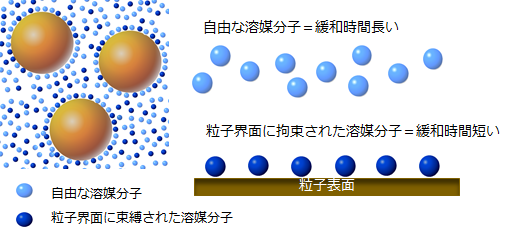 粒子表面に拘束された溶媒分子と自由な溶媒分子