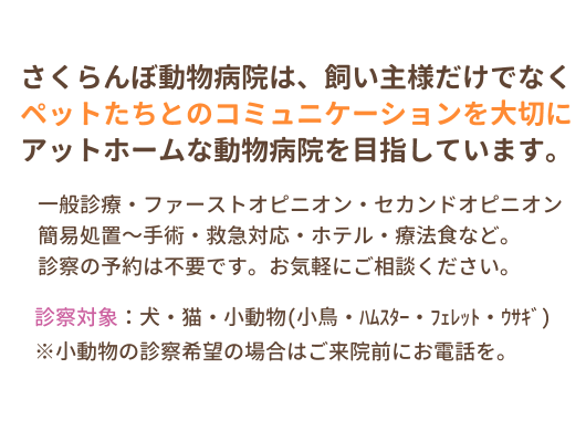 さくらんぼ動物病院,碧南市,動物病院,トリミング,一般診察,ホテル,療法食,セカンドオピニオン,ファーストオピニオン,爪切り,耳そうじ,避妊,去勢,肛門腺,ペットホテル,犬,猫,予約不要,土日祝